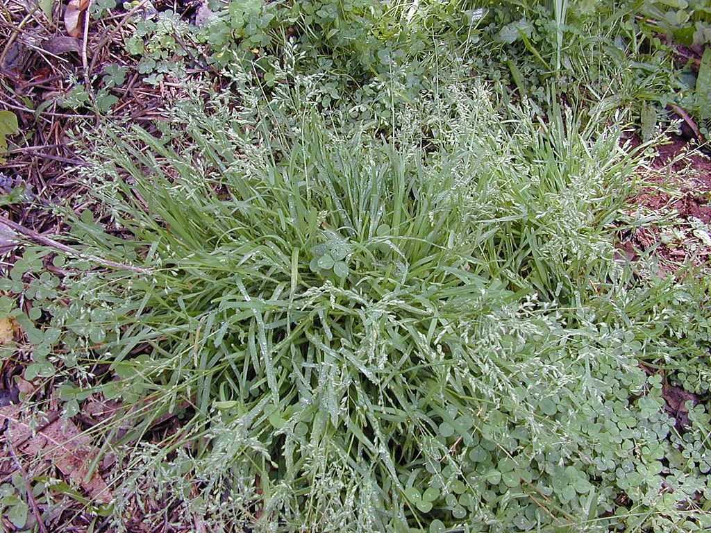 Weird & Strange Grass 6 Common Grassy Weeds in North TX (& What to Do)
